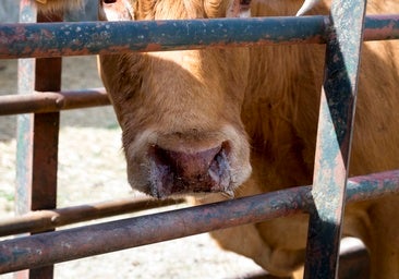 675 explotaciones de bovino afectadas por la EHE recibirán ayudas de la Junta