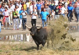 Celebración del Toro de la Vega en 2023 en Tordesillas