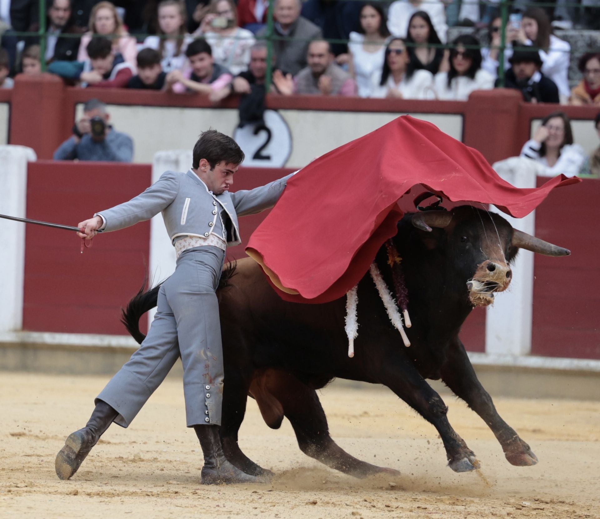 La novillada de San Pedro Regalado, en imágenes