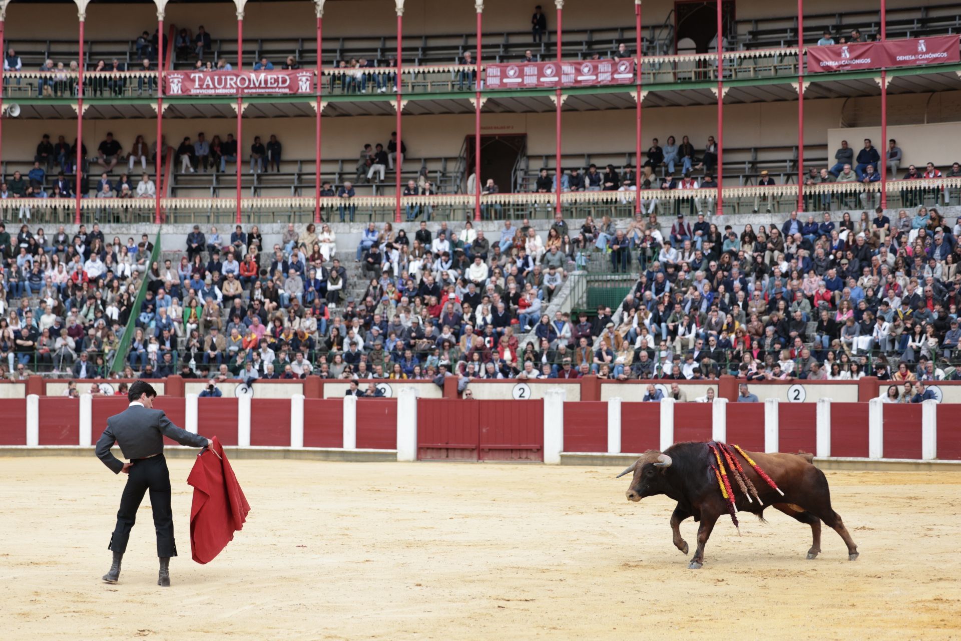 La novillada de San Pedro Regalado, en imágenes