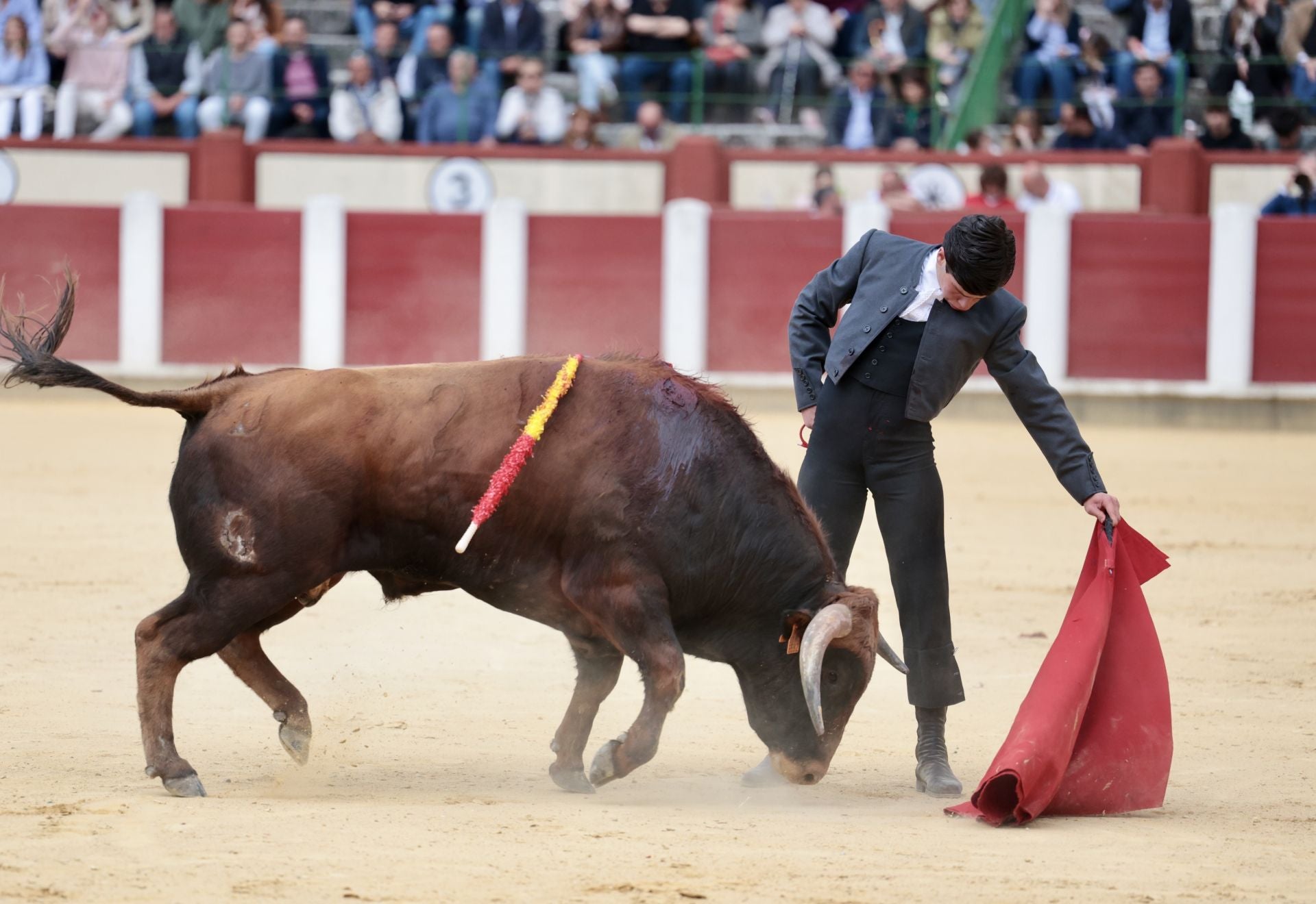 La novillada de San Pedro Regalado, en imágenes