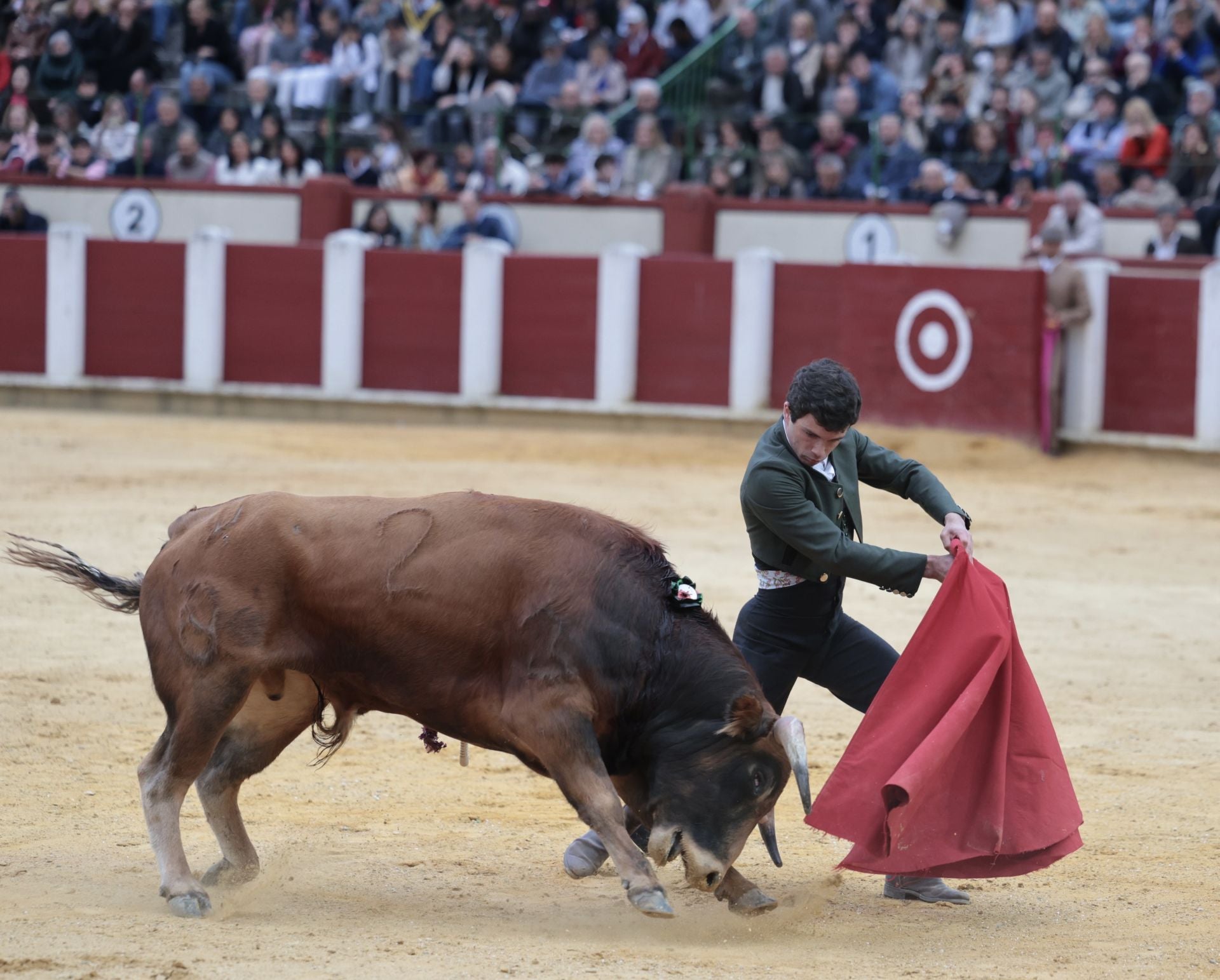 La novillada de San Pedro Regalado, en imágenes