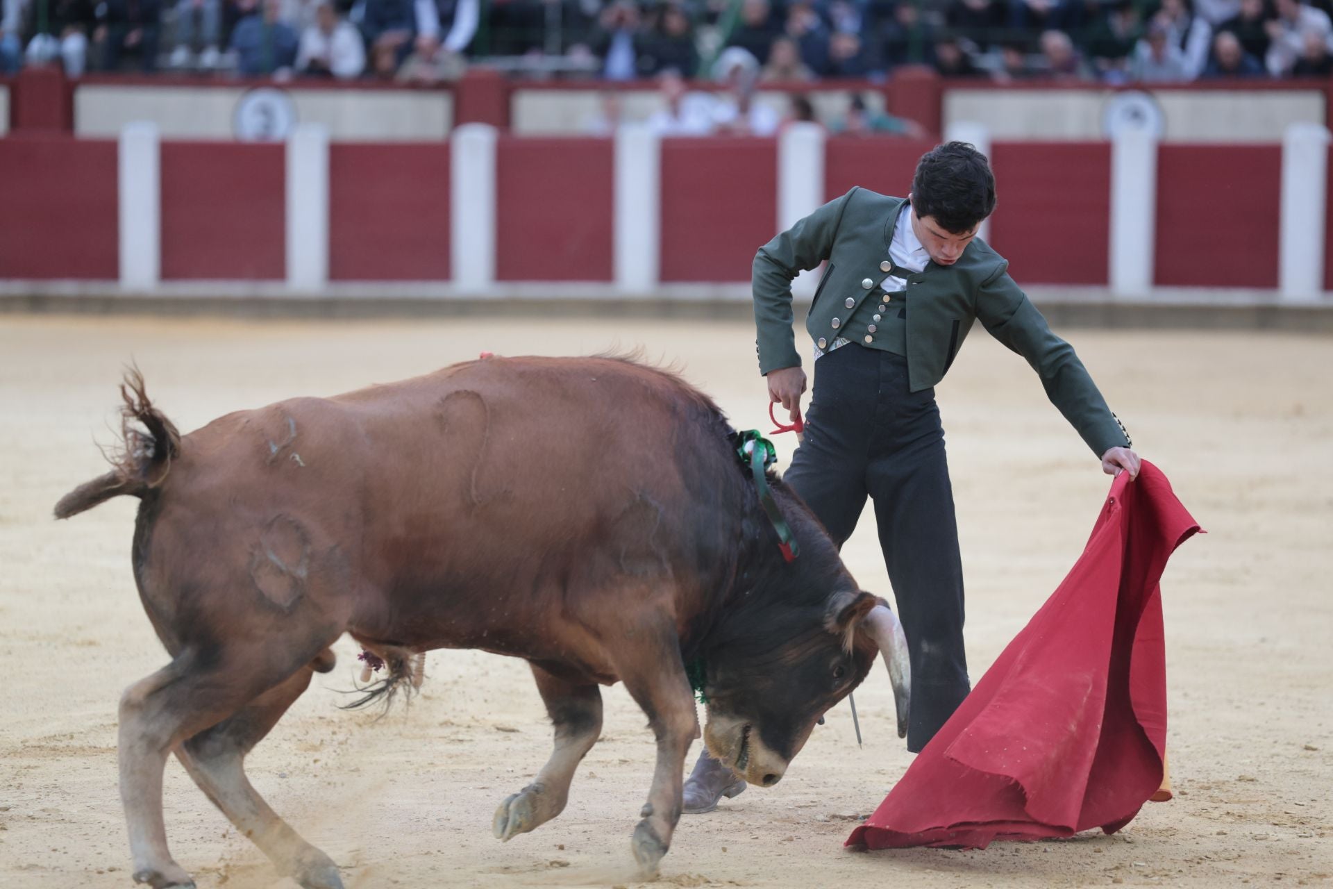La novillada de San Pedro Regalado, en imágenes