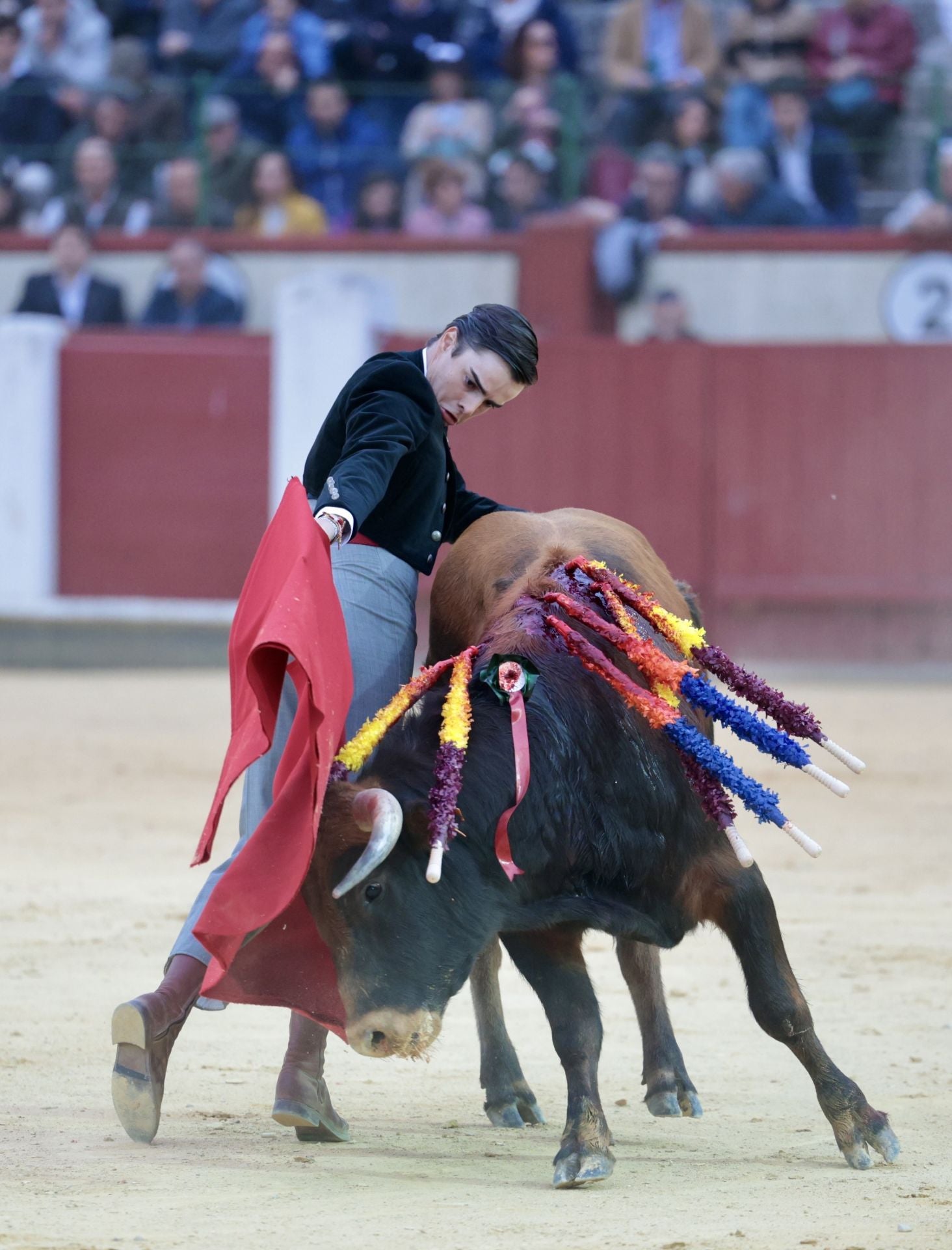 La novillada de San Pedro Regalado, en imágenes