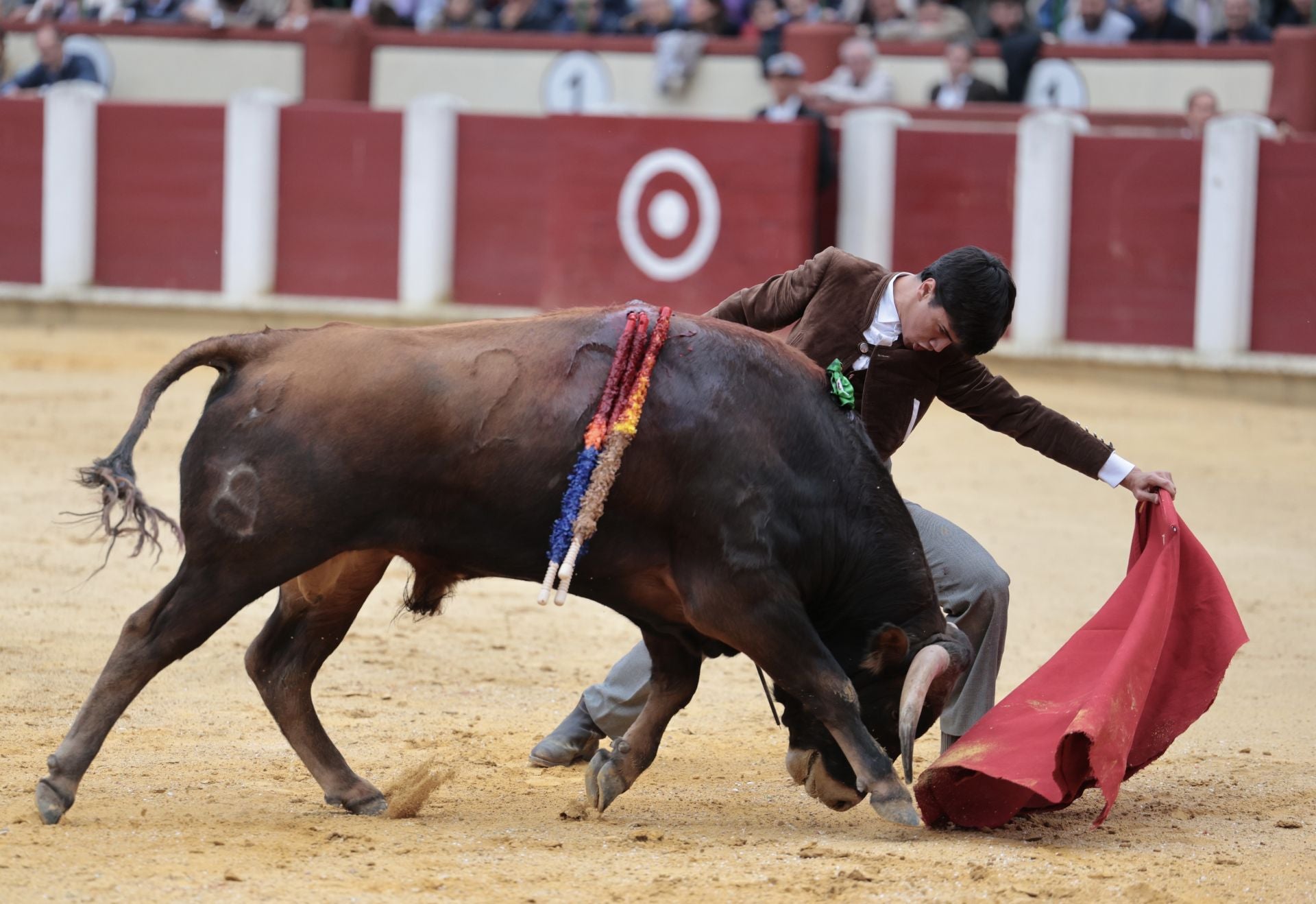 La novillada de San Pedro Regalado, en imágenes