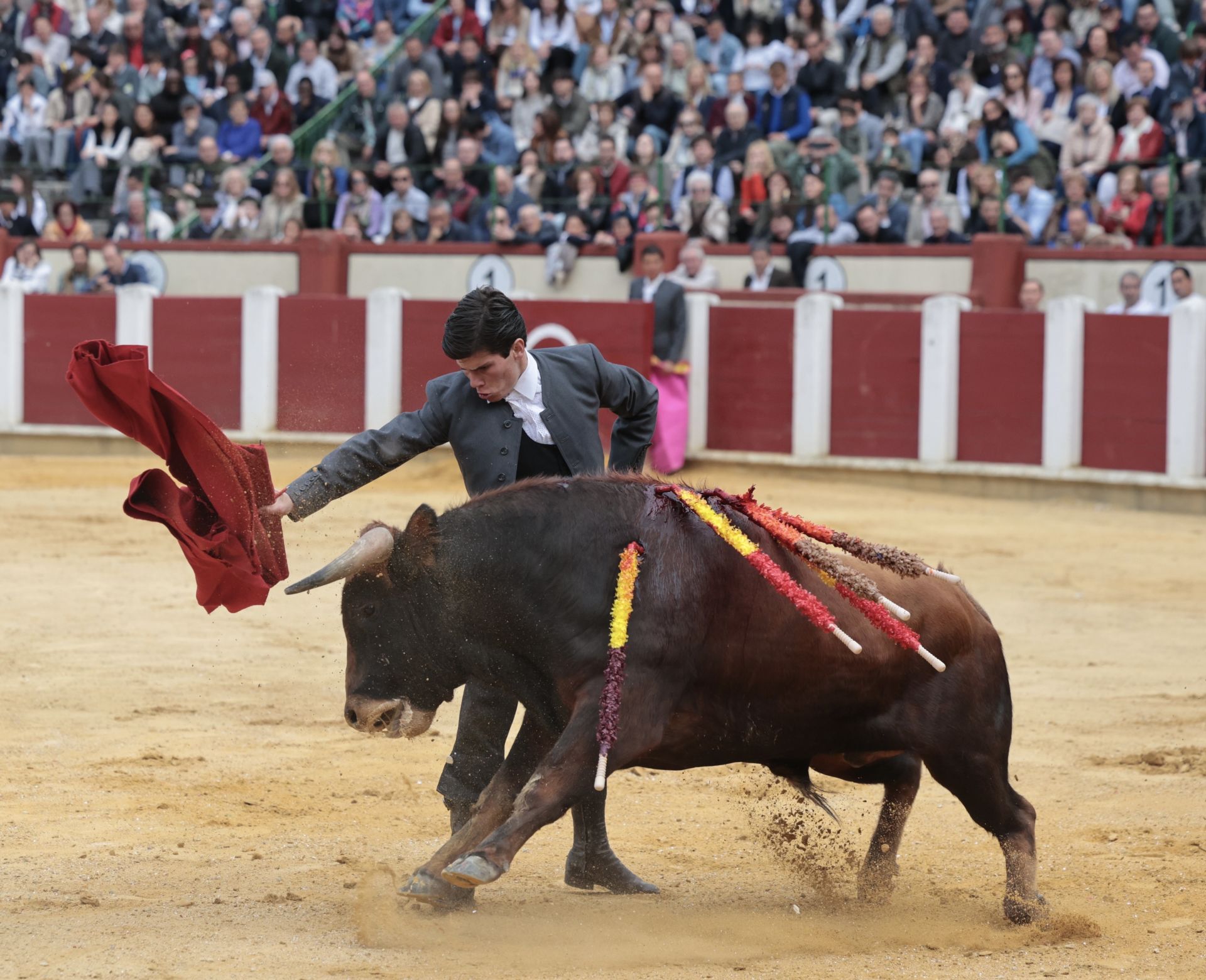 La novillada de San Pedro Regalado, en imágenes