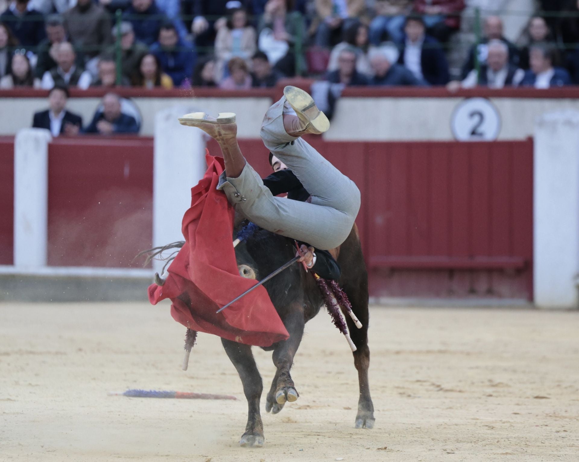 La novillada de San Pedro Regalado, en imágenes