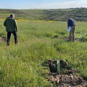 Técnicos revisan la plantación.