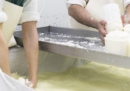 Elaboración de queso.