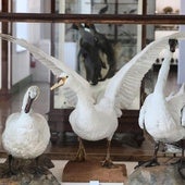 El trío de cisnes del Museo de Ciencias Naturales, en el centro, el ejemplar que fue apedreado por unos niños en el estanque de Campo Grande.