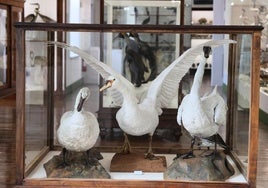 El trío de cisnes del Museo de Ciencias Naturales, en el centro, el ejemplar que fue apedreado por unos niños en el estanque de Campo Grande.