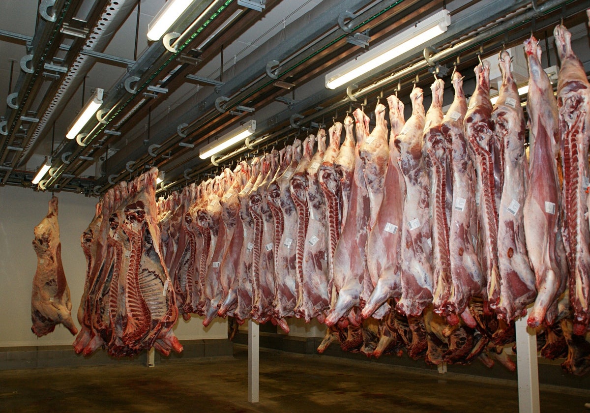 Canales de carne colgados en un matadero de la región