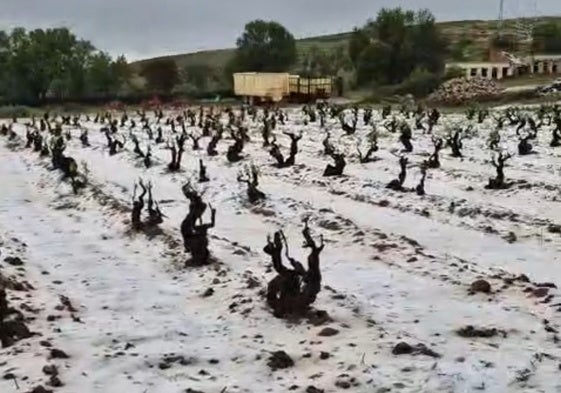 Viñedo de Fuentenebro tras la granizada del miércoles