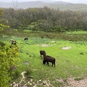 La reserva de San Cebrián alcanza los 15 bisontes con seis hembras de la República Checa