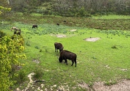 La reserva de San Cebrián alcanza los 15 bisontes con seis hembras de la República Checa