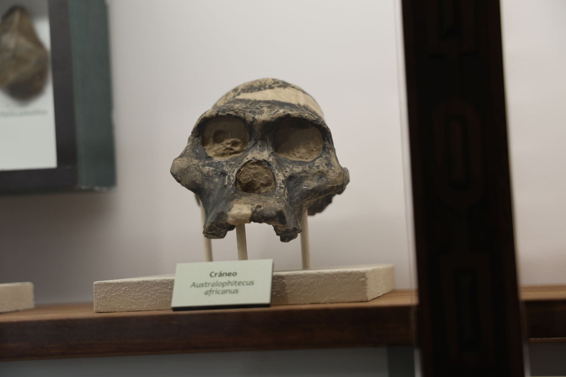 Cráneo de Australophitecus africano se alberga en el interior del Museo de Ciencias Naturales