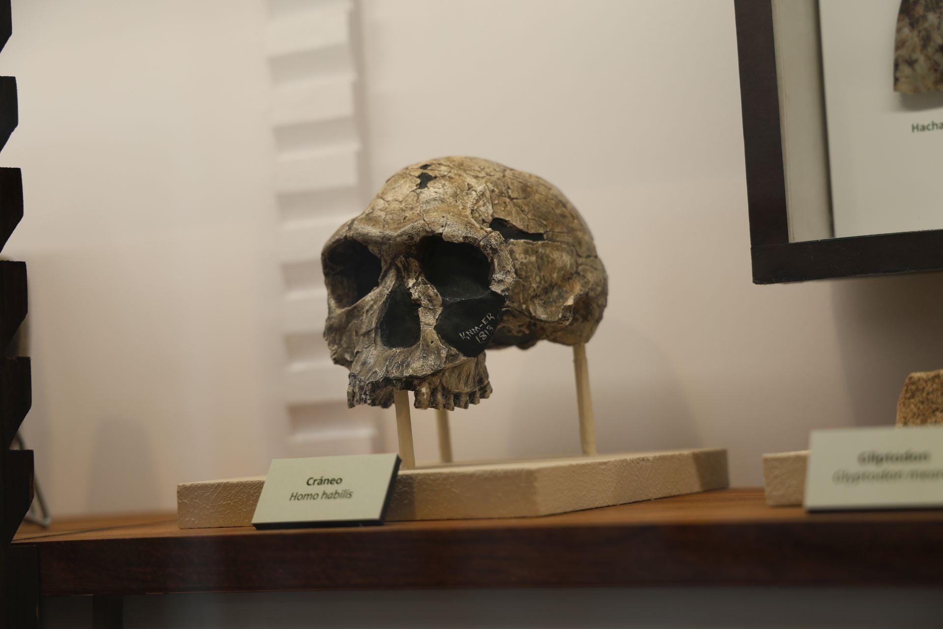 Craneo de Homo habilis