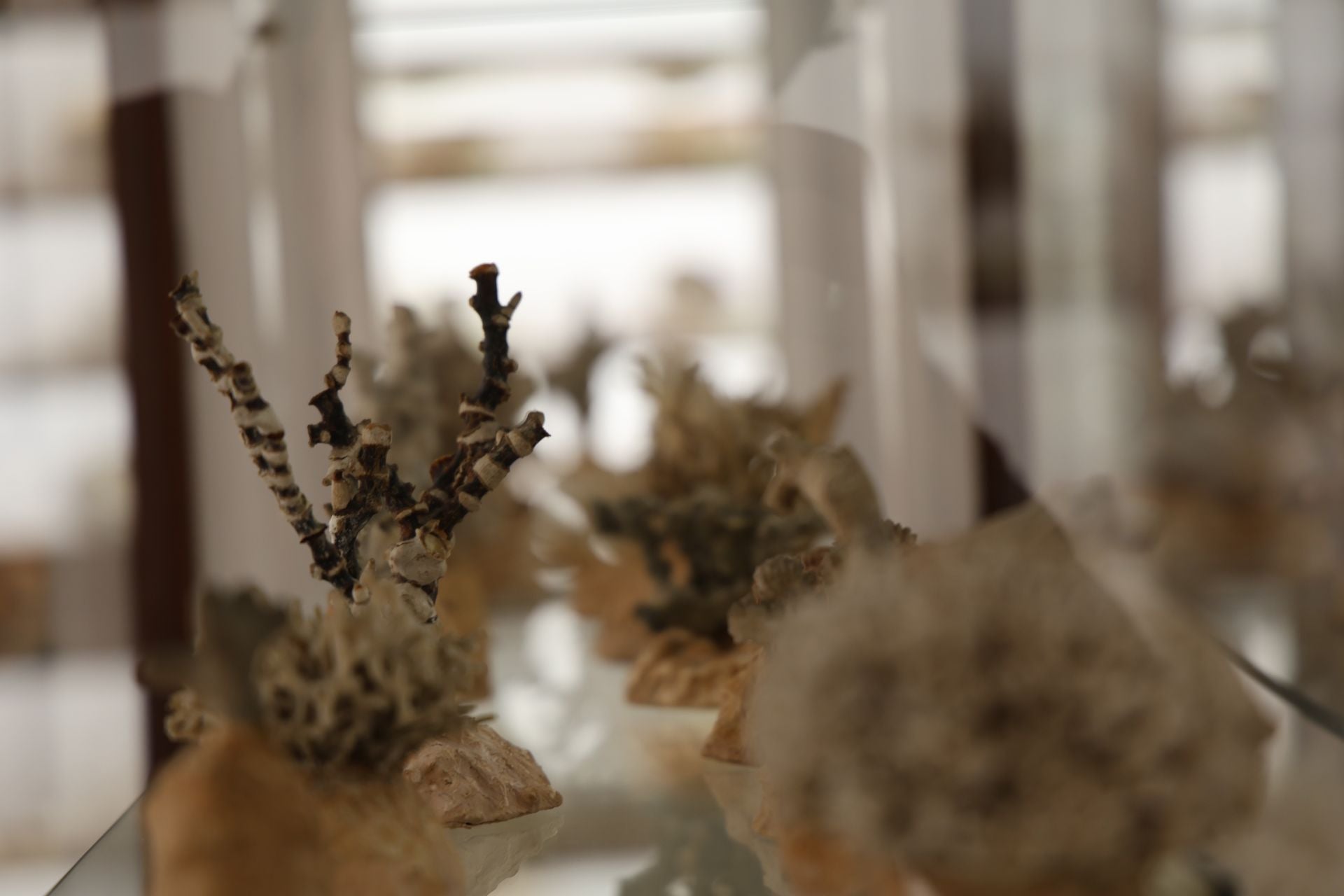La variopinta colección del Museo de Ciencias Naturales de Valladolid