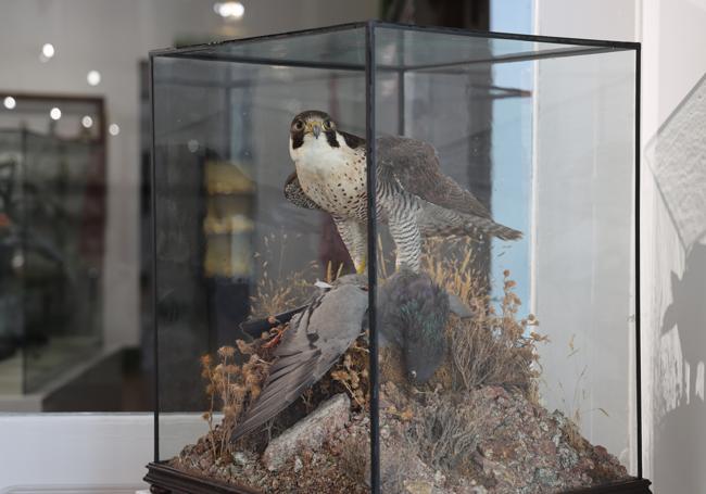 El halcón peregrino que enamoró a Félix Rodríguez de la Fuente.