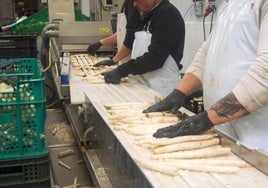 Trabajadores de una de las fábricas de envasado de espárragos en Tudela de Duero.