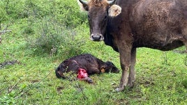 Ganado atacado por los lobos en la Montaña Palentina.