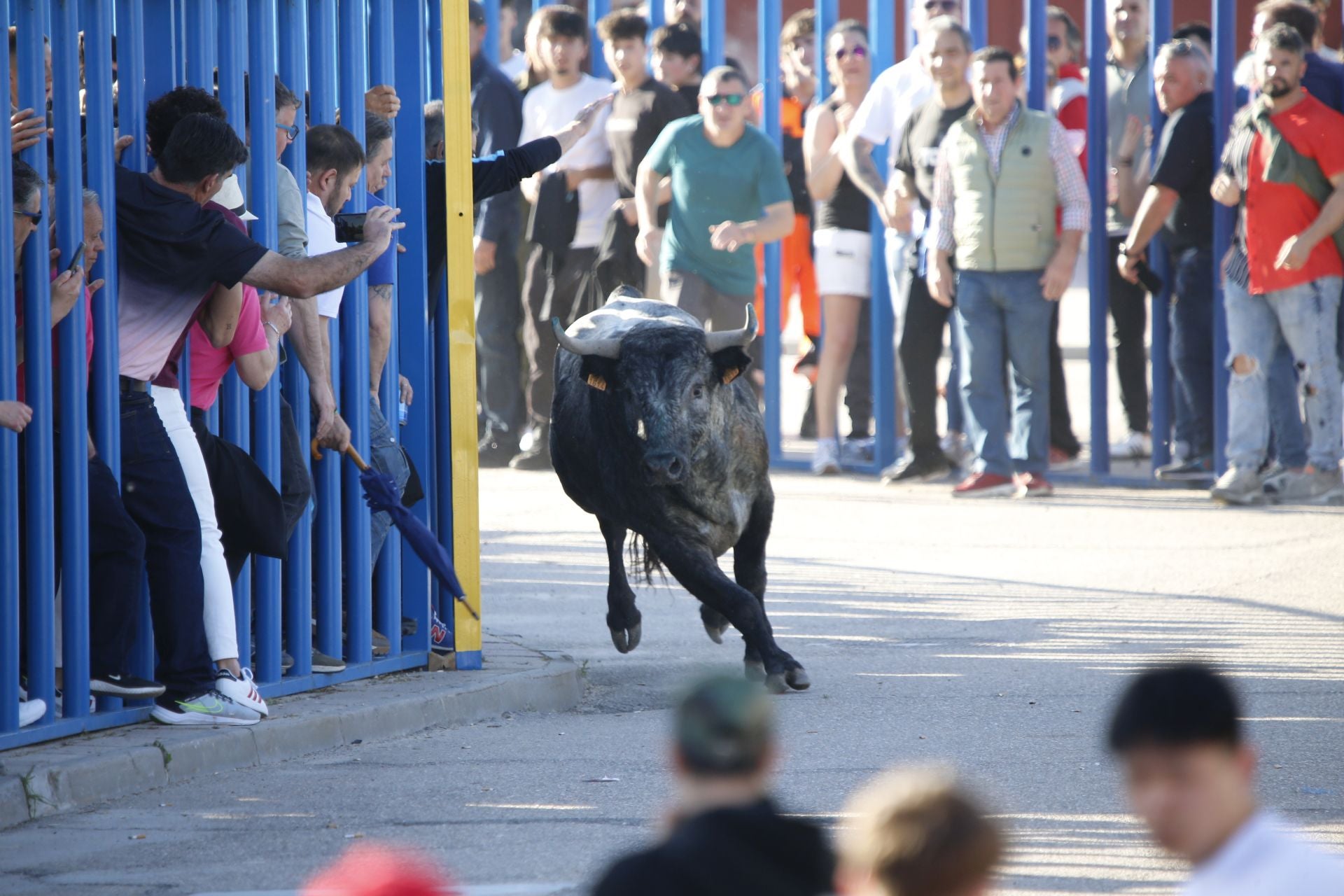 Las imágenes del toro de Villazgo en Aldeamayor