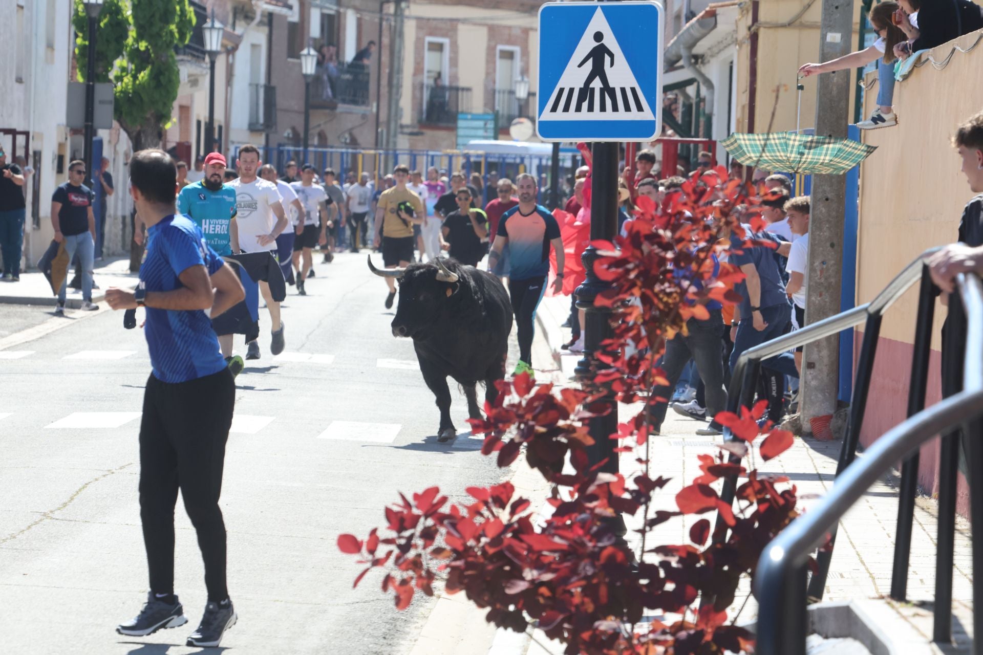 Encierro matutino del domingo en Aldeamayor de San Martín