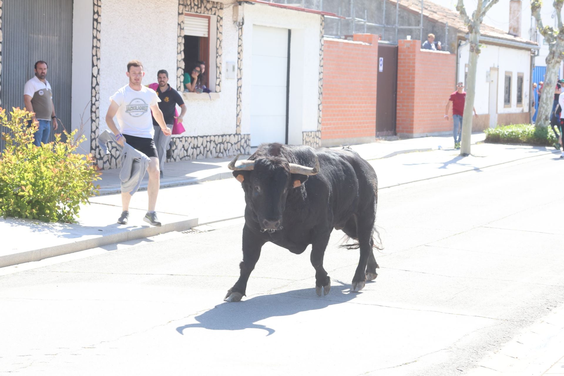 Encierro matutino del domingo en Aldeamayor de San Martín