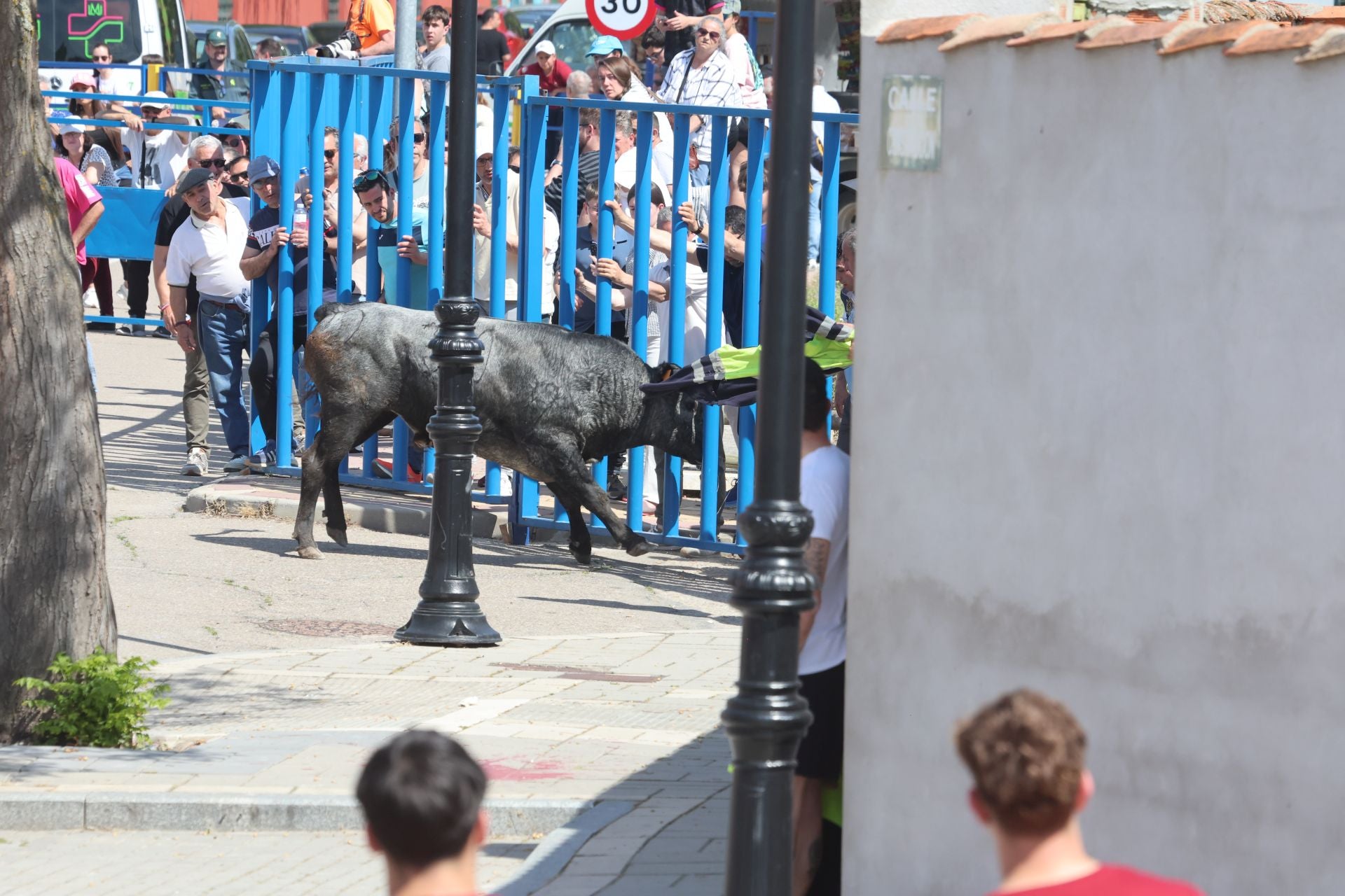 Encierro matutino del domingo en Aldeamayor de San Martín
