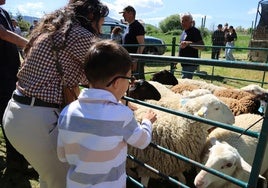 Un niño acaricia una oveja en la feria de Trescasas.