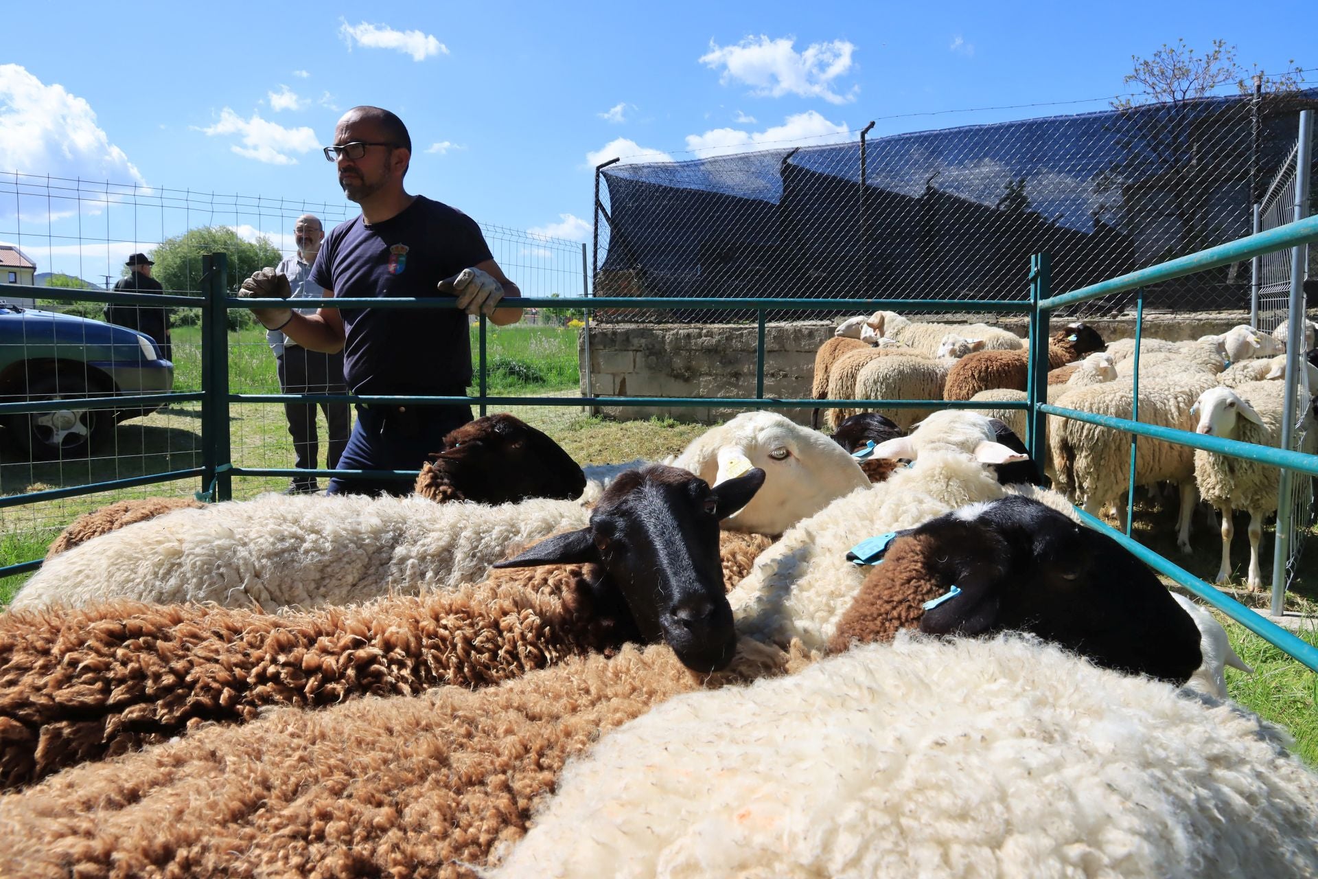 Fotografías de la feria del esquileo en Trescasas