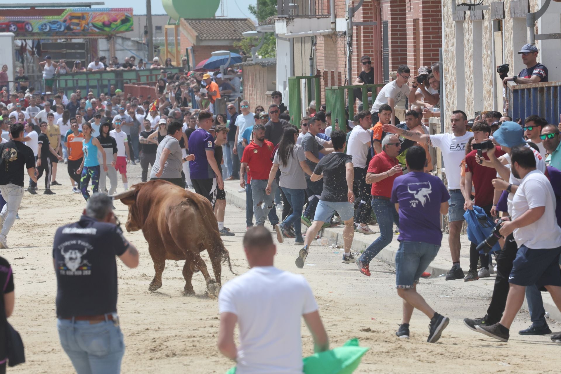 Encierro del domingo por la mañana en Valdestillas