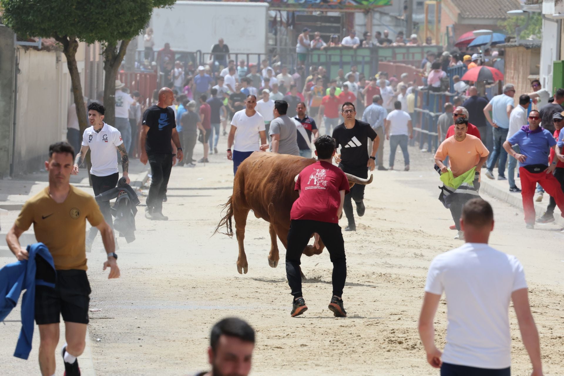 Encierro del domingo por la mañana en Valdestillas