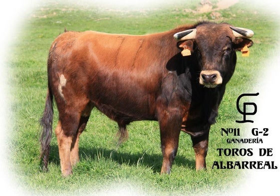 Uno de los seis novillos que protagonizarán los Toros de Mayo en Peñafiel.