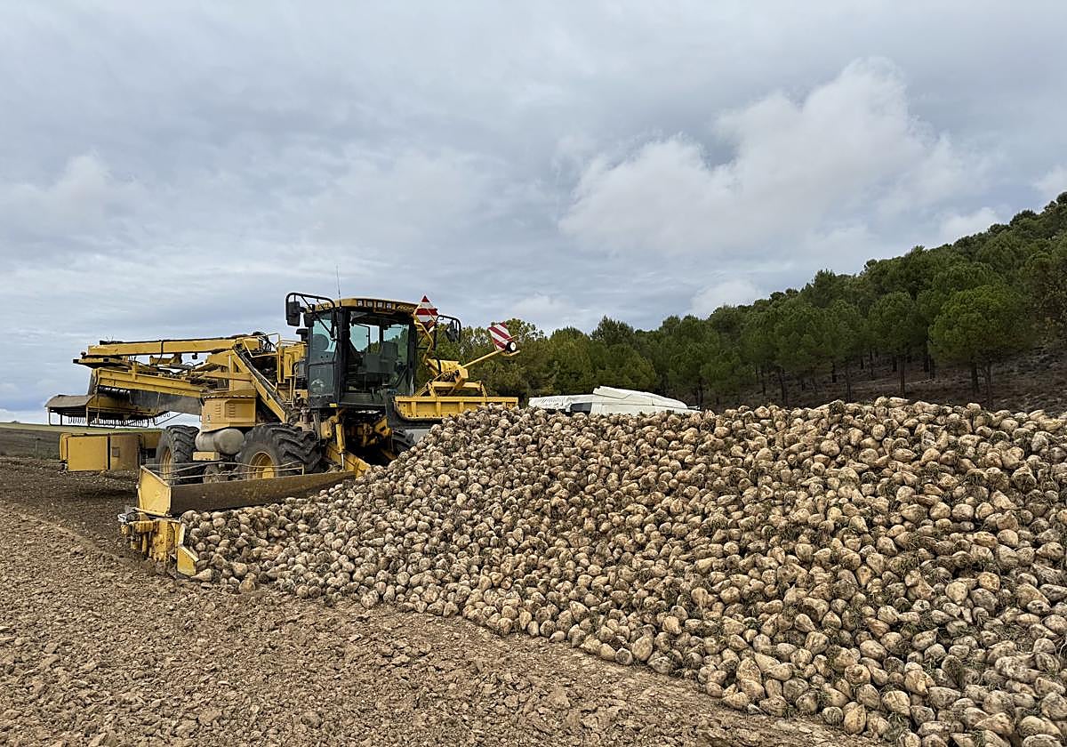 Un cargador de remolacha, en una imagen de archivo.