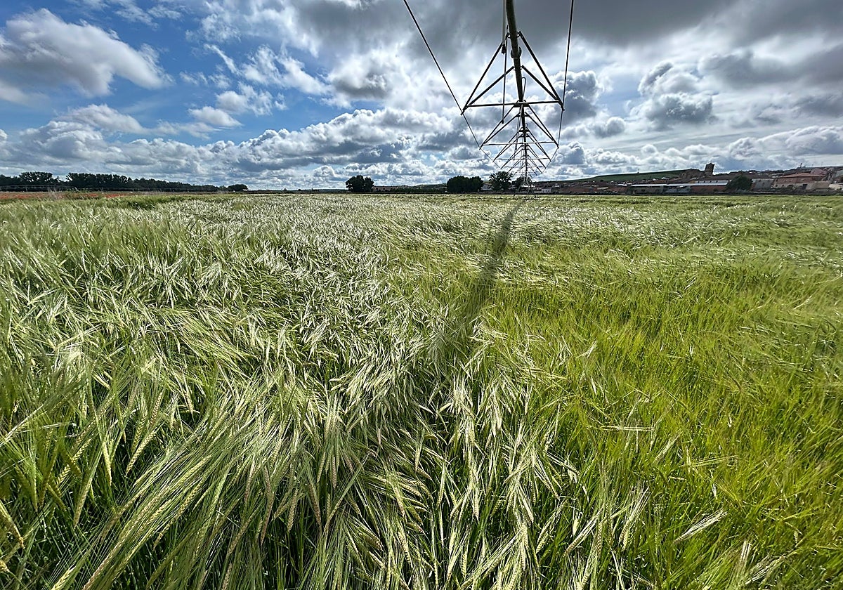 Parcela sembrada con cebada en la localidad vallisoletana de Pollos.