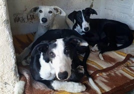 Galgas que han sido robadas de la protectora de animales de Segovia.