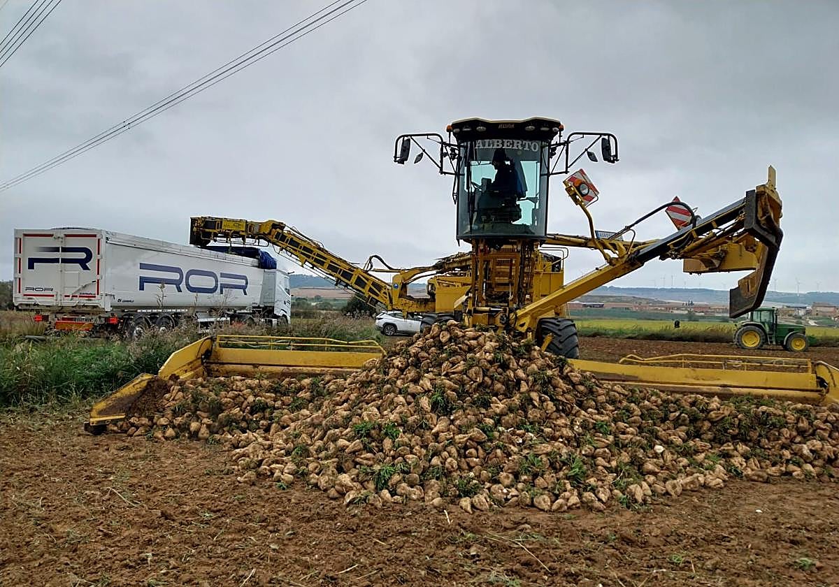 Carga de remolacha en un camión.