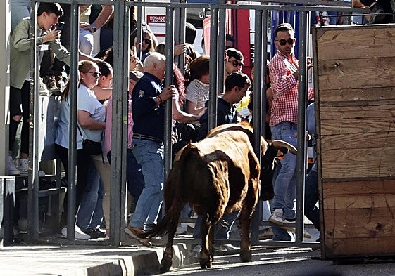 La suelta de toros de Nava del Rey, en imágenes