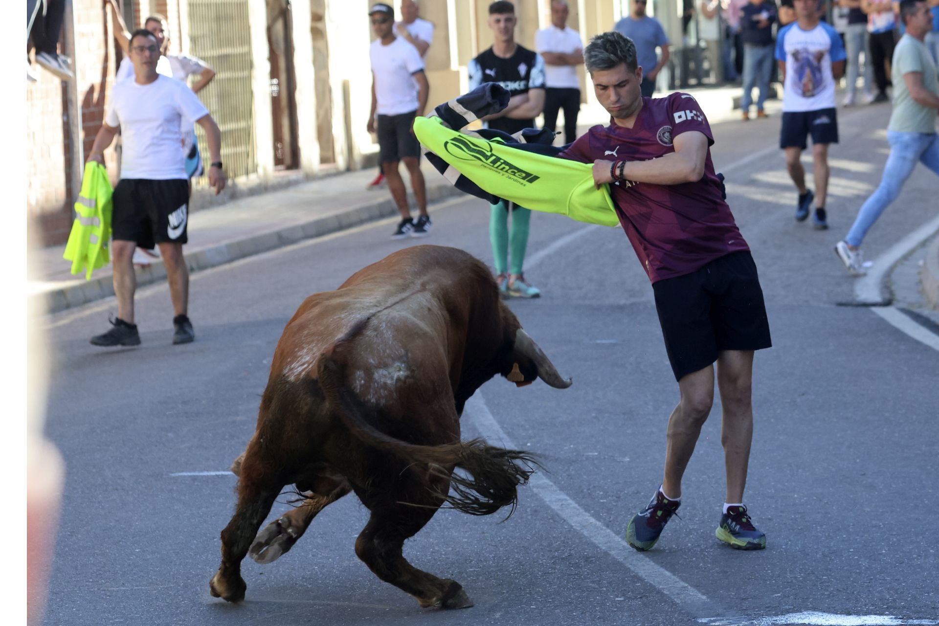 La suelta de toros de Nava del Rey, en imágenes