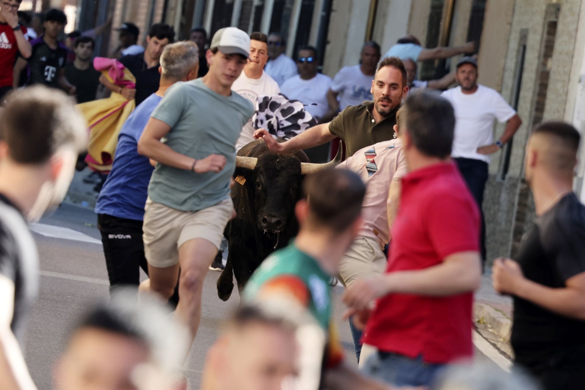La suelta de toros de Nava del Rey, en imágenes