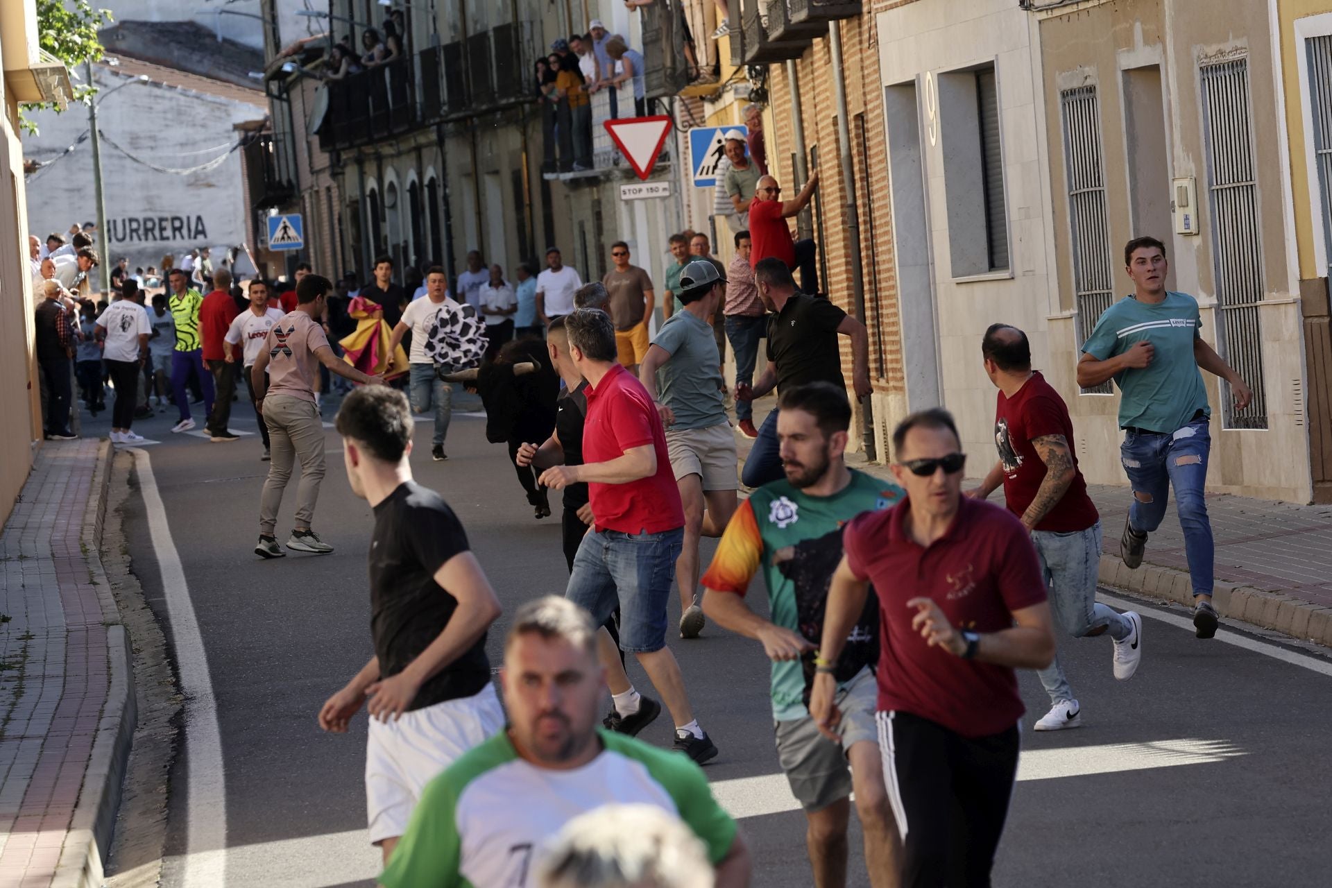 La suelta de toros de Nava del Rey, en imágenes