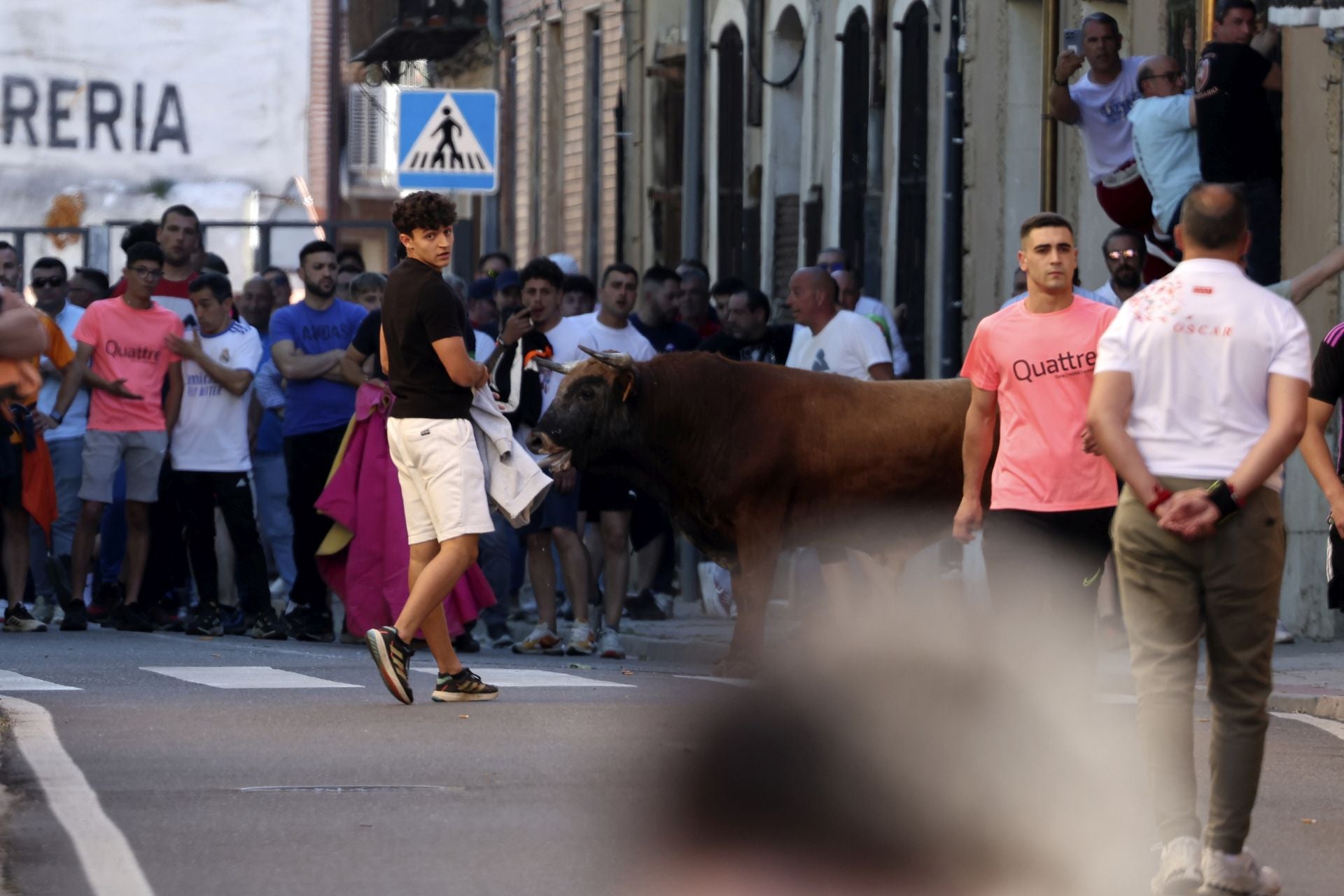 La suelta de toros de Nava del Rey, en imágenes