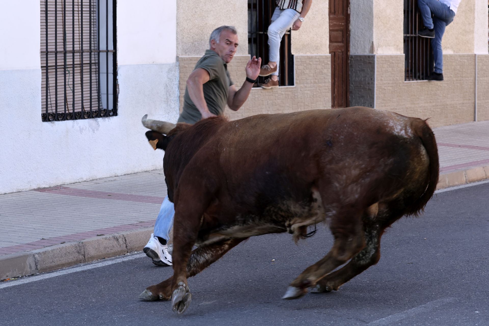 La suelta de toros de Nava del Rey, en imágenes