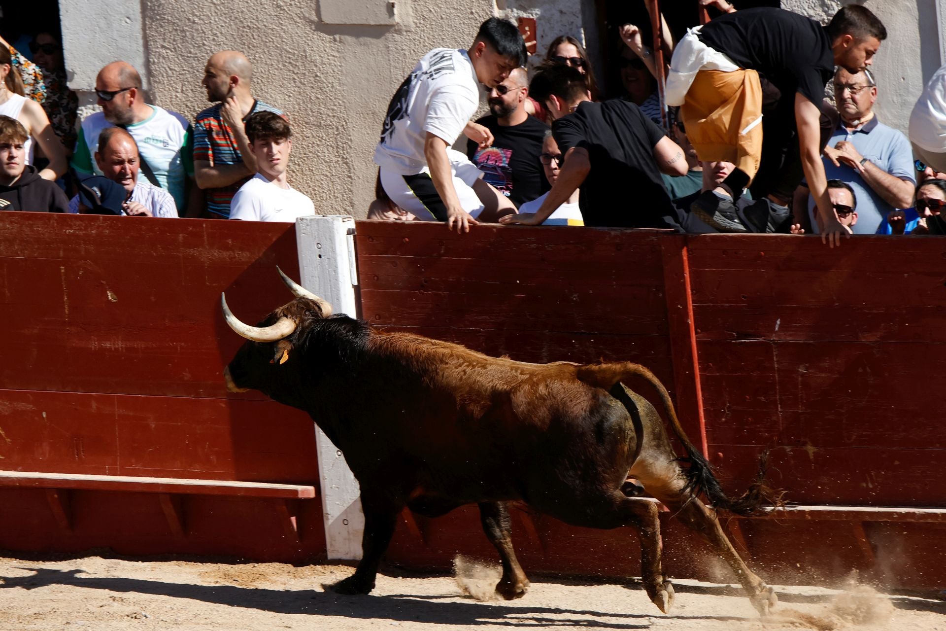 El encierro y la capea de Peñafiel, en imágenes