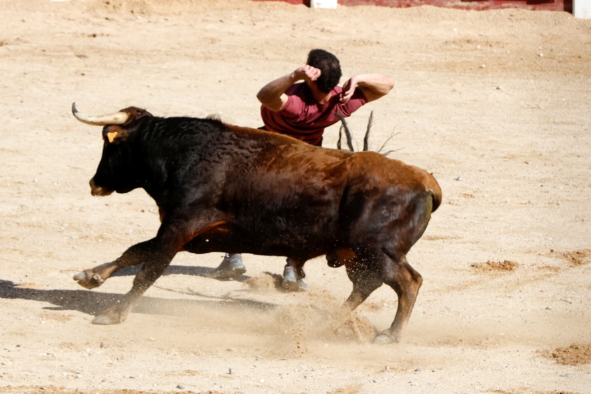 El encierro y la capea de Peñafiel, en imágenes
