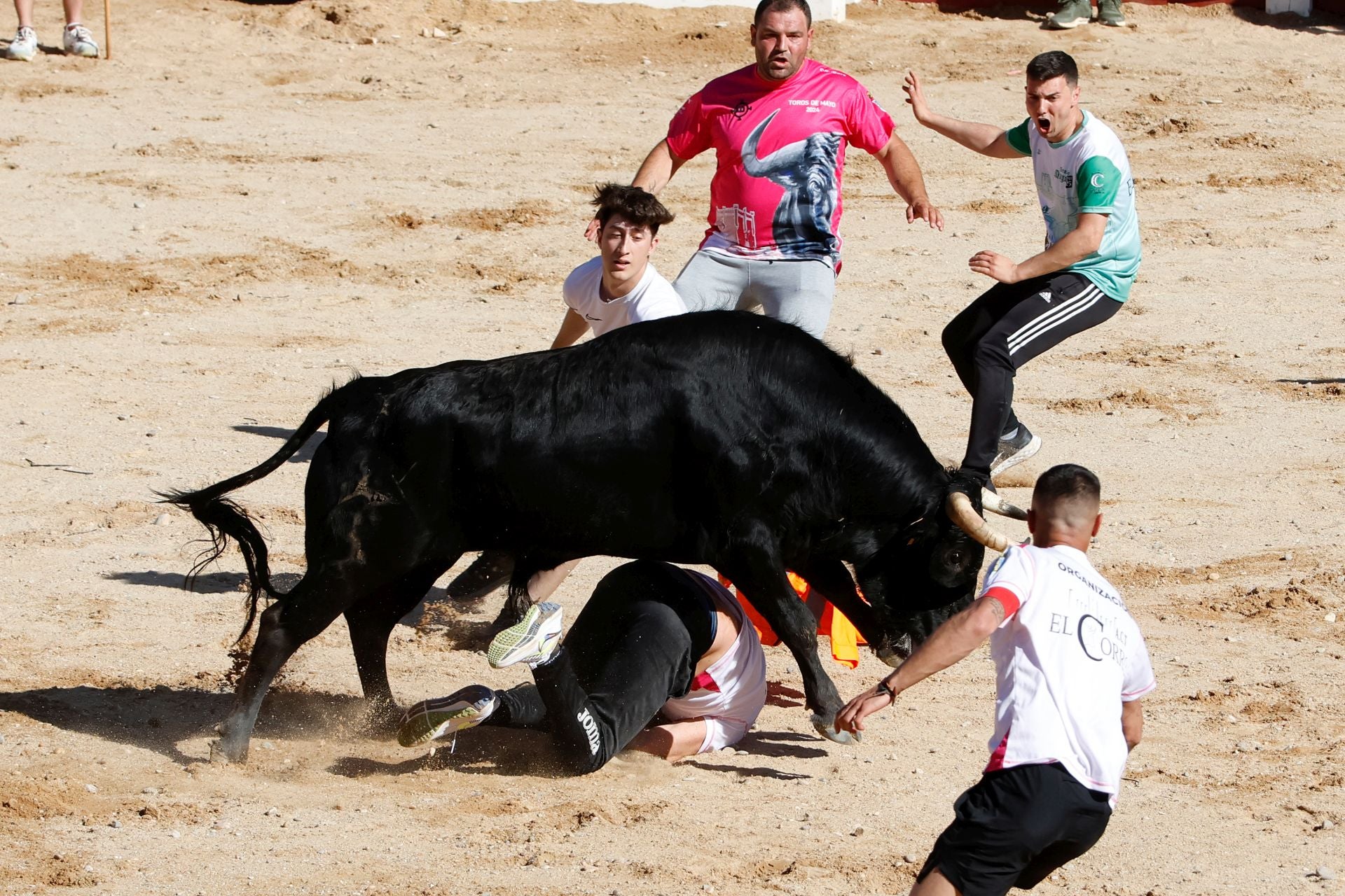 El encierro y la capea de Peñafiel, en imágenes