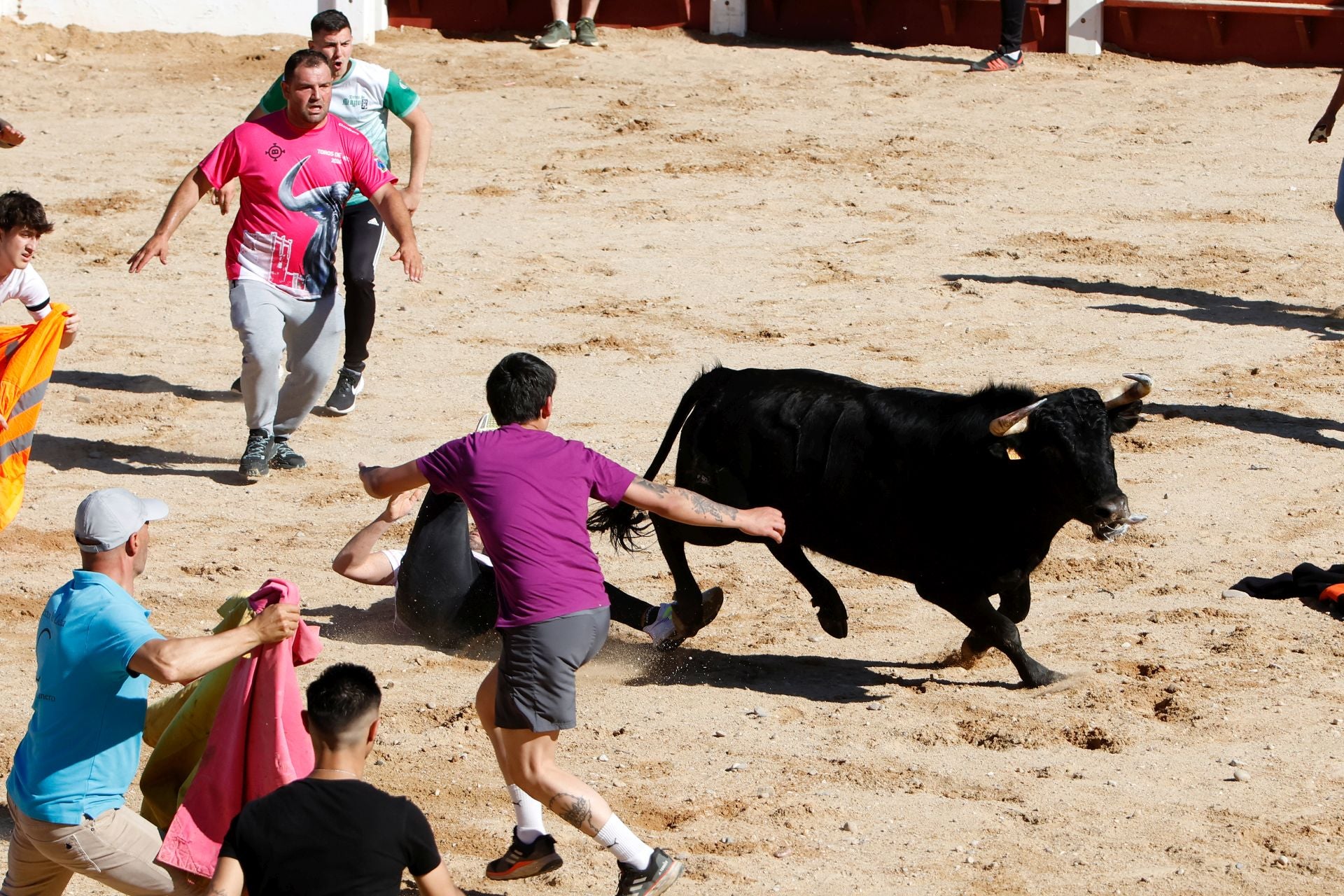El encierro y la capea de Peñafiel, en imágenes