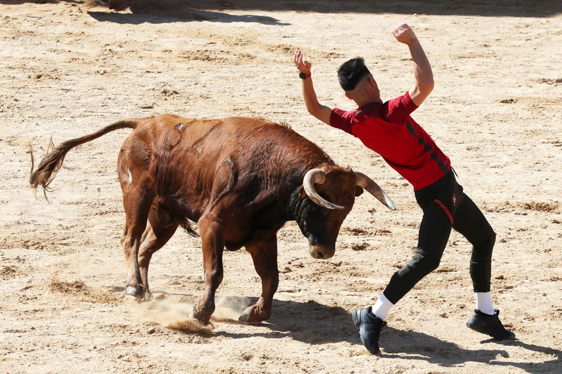Las imágenes del encierro y capea de este domingo en Peñafiel