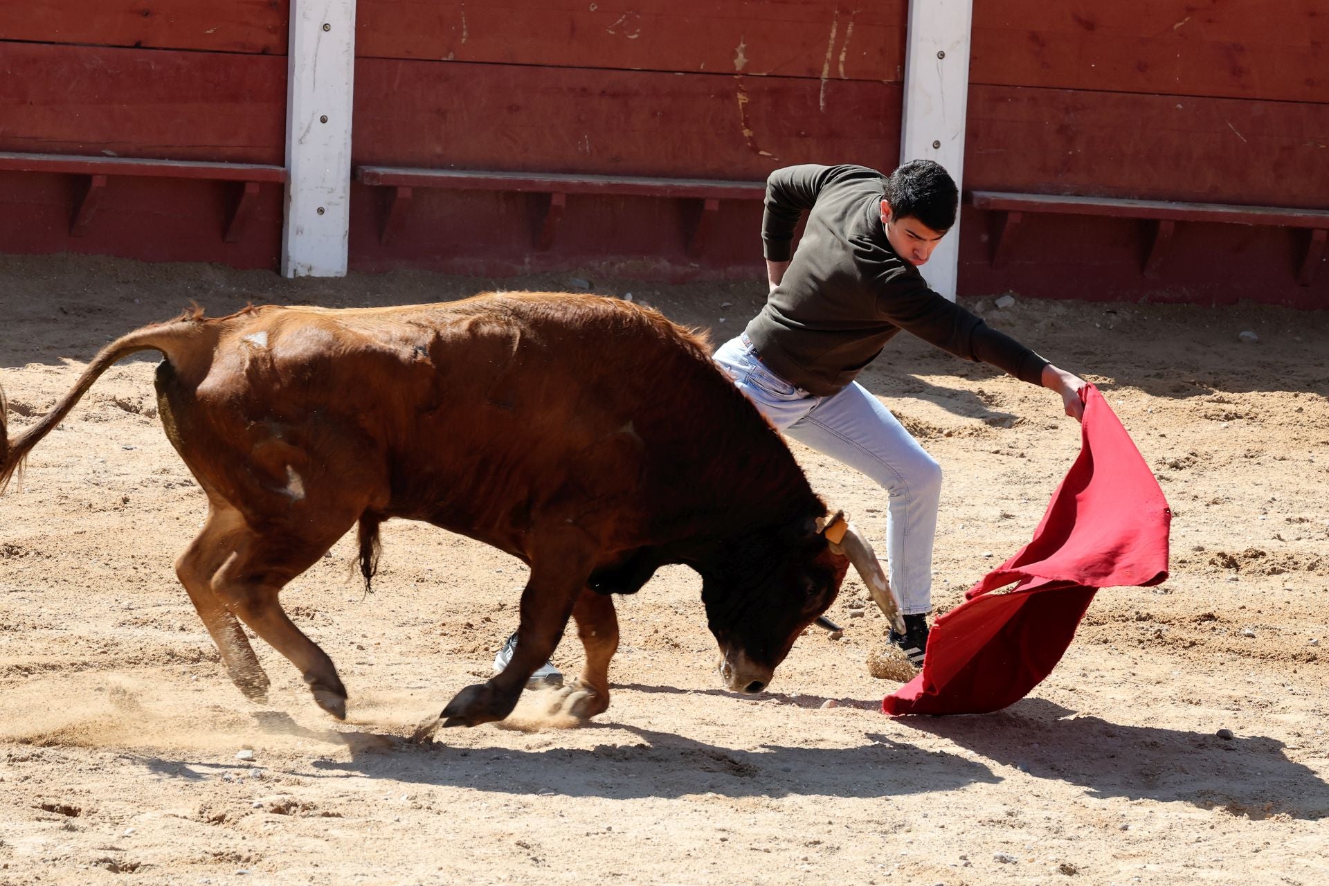 Las imágenes del encierro y capea de este domingo en Peñafiel